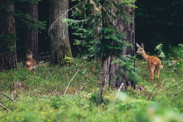 A roe deer (capreolus capreolus)