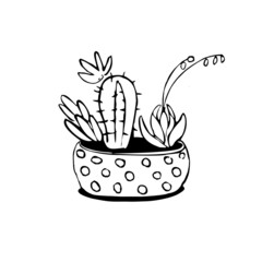 Flowers in a pot. Succulents, cactus. Drawing by hand. Doodle Sketch. Illustration.