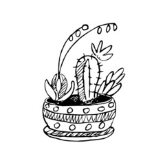 Flowers in a pot. Succulents, cactus. Drawing by hand. Doodle Sketch. Illustration.