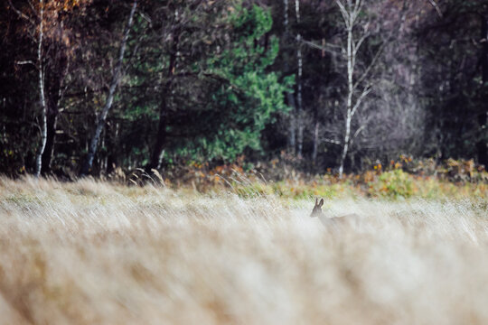 A roe deer (capreolus capreolus) in a grassy meadow.