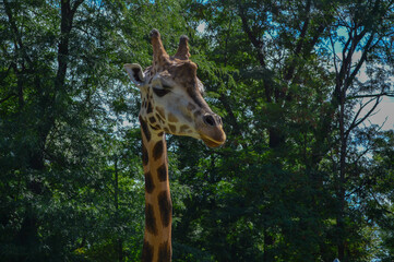 Giraffe head close up