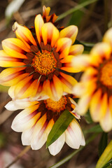 orange flower in the garden