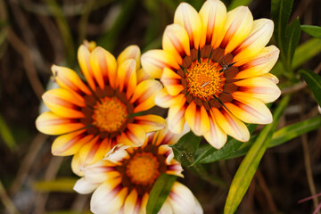 orange flower in the garden
