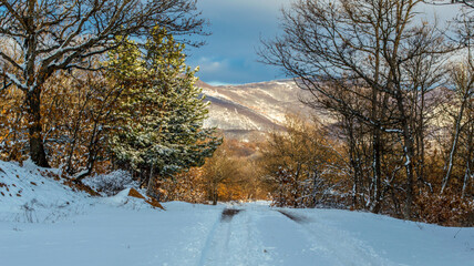 Road covered with snow. Different trees on both sides, Christmas tree on one side