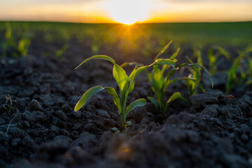 Sprouted green young corn on organic soil in a sunset. Plants cultivation. Agriculture.