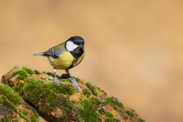 Small songbird. Nature background. Bird: Great Tit. Parus major.