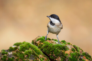 Small songbird. Nature background. Sombre Tit. Poecile lugubris.