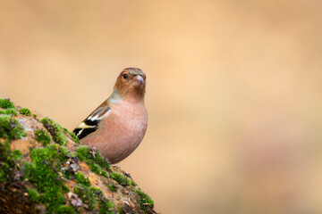 Small songbird. Nature background. Common Chaffinch. Fringilla coelebs.