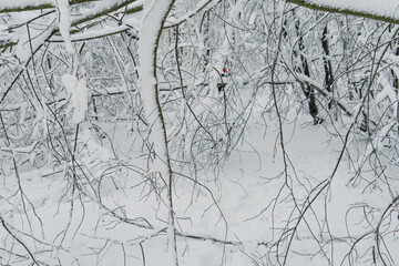 Winter landscape with snowy trees in the forest, Finnish nature, city parks of Helsinki, Espoo, Vantaa..Trees after a heavy snowfall