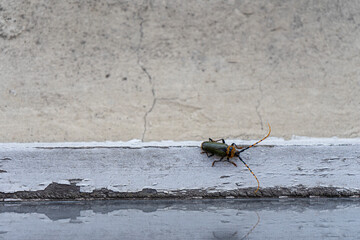 Longhorn Beetle at the window. Cerambycidae