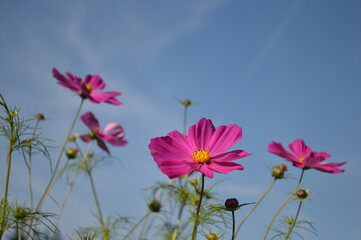 Obraz premium flowers in the sunlight