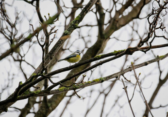Blue tit bird 
