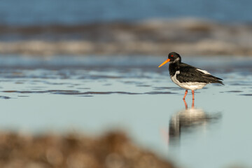 Eurasian oystercatcher (Haematopus ostralegus) walks along the shoreline, North Norfolk, UK. Serene nature scene with a beautiful wading bird.