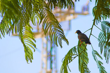 Myna bird on delonix regia tree, Tel aviv, Israel