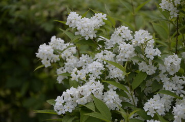 Spiraea cantoniensis / Reeve's Spiraea / Bridal-wreath Spiraea