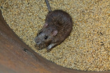 a rat nibbles on a grain of barley. next part. the rat sits on the grain. rodents spoil the harvest. wild brown rodent in a barrel eats grain