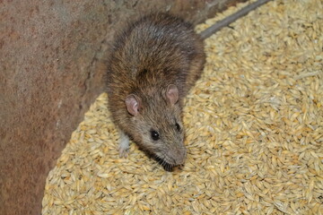 a rat nibbles on a grain of barley. pest close-up. the rat sits on the grain. rodents spoil the harvest. wild brown rodent in a barrel eats grain