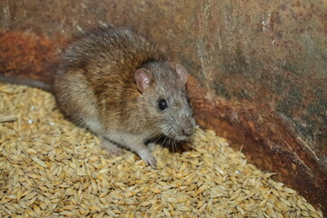 a rat nibbles on a grain of barley. pest. the rat sits on the grain. rodents spoil the harvest. wild brown rodent in a barrel eats grain