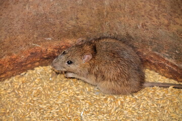 a rat nibbles on a grain of barley. side view close-up. the rat sits on the grain. rodents spoil the harvest. wild brown rodent in a barrel eats grain
