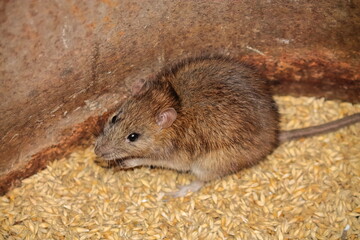 a rat nibbles on a grain of barley. side view. the rat sits on the grain. rodents spoil the harvest. wild brown rodent in a barrel eats grain