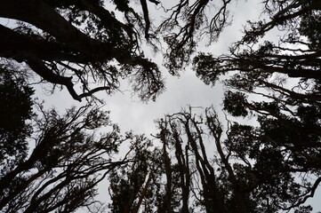 Copas de árboles, San Martin de los Andes, Bariloche Argentina