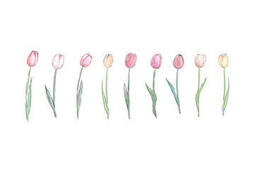 Tulips watercolor set hand drawing, flowers isolated on white background. Spring trendy illustration.