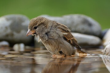 A young sparrow peeks into the water of a bird's watering hole. Moravia. Europe. 