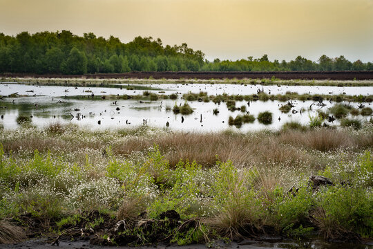 Abmilderung des Klimawandels durch Wiedervern&auml;ssung von wirtschaftlich genutzten Moorfl&auml;chen.