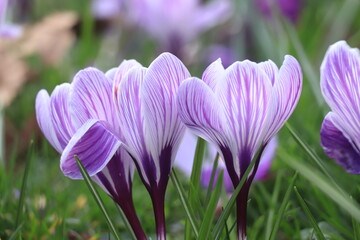 Purple crocuses in grass