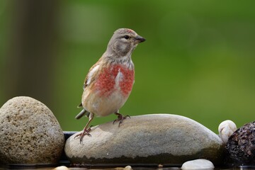 Linnet, Carduelis cannabina, male on a stone at a bird watering hole. Moravia. Europe.