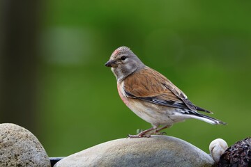 Linnet, Carduelis cannabina, male on a stone. Moravia. Europe. 