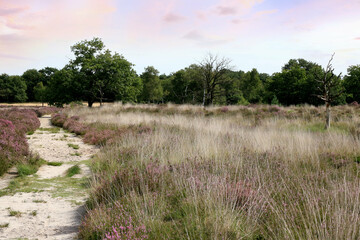 Obraz premium purple sky and purple moor in cross border park De Zoom , Kalmthout heath, Belgium