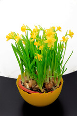 jonquilles du printemps