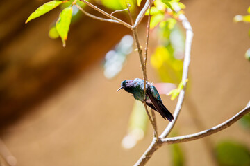 Hummingbirds at bird feeders in Monteverde, Costa Rica