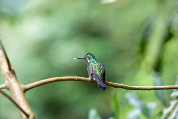 Naklejka premium Hummingbirds at bird feeders in Monteverde, Costa Rica