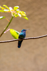 Fototapeta premium Hummingbirds at bird feeders in Monteverde, Costa Rica