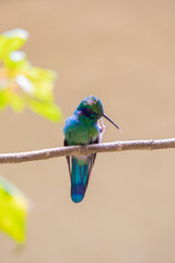 Hummingbirds at bird feeders in Monteverde, Costa Rica