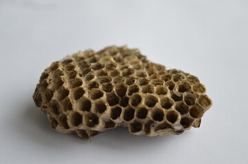 empty wasp nest on white background