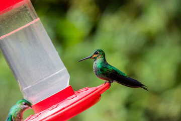 Hummingbirds at bird feeders in Monteverde, Costa Rica