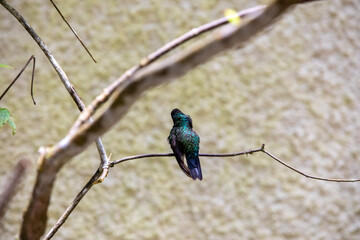 The rufous-tailed hummingbird at birds feeder in Monteverde