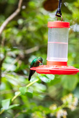 The rufous-tailed hummingbird at birds feeder in Monteverde