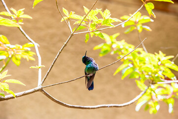 The rufous-tailed hummingbird at birds feeder in Monteverde