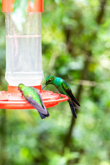 The rufous-tailed hummingbird at birds feeder in Monteverde