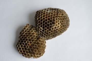 empty wasp nest on white background