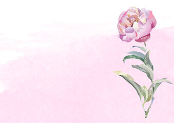 peony pink watercolor effect vector on pink background