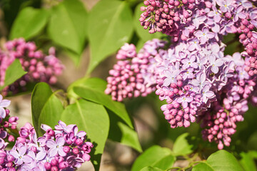 Obraz na płótnie Canvas Trend sunny lilac Nature garden design. Congratulations flower and leaves card. Purple flora fantasy. Aerial view. Romantic template. Modern concept