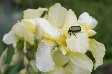 Large Linnaeus Beetle crawls on a  flower. Large green hard-winged insect Beetle close-up on a  yellow background top view. Beetle, that has a metallic structurally coloured green. Brilliant insect