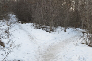 winter in the forest