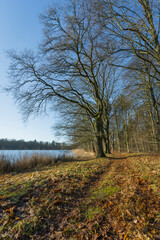 autumn in the forest