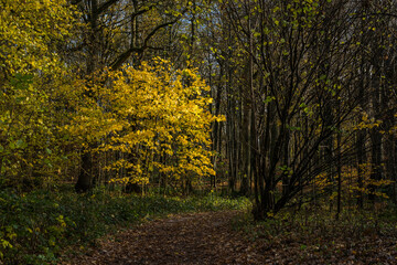 Obraz premium autumn in the forest